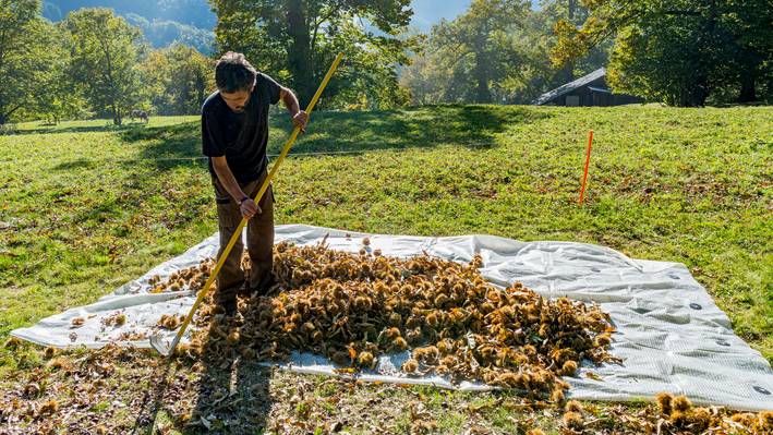 Im Oktober dreht sich im Bergell alles um die Kastanien: Dann werden die Kastanien meist durch Handarbeit geerntet...