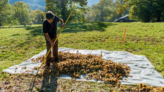 Im Oktober dreht sich im Bergell alles um die Kastanien: Dann werden die Kastanien meist durch Handarbeit geerntet und verarbeitet